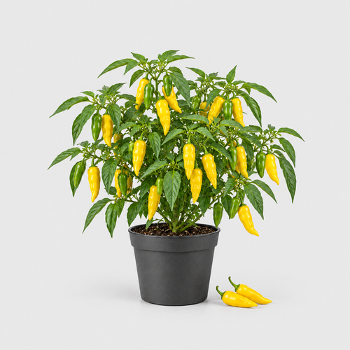 Chilli Aji Lemon Drop — ilustrační AI obrázek rostliny na světle šedém pozadí