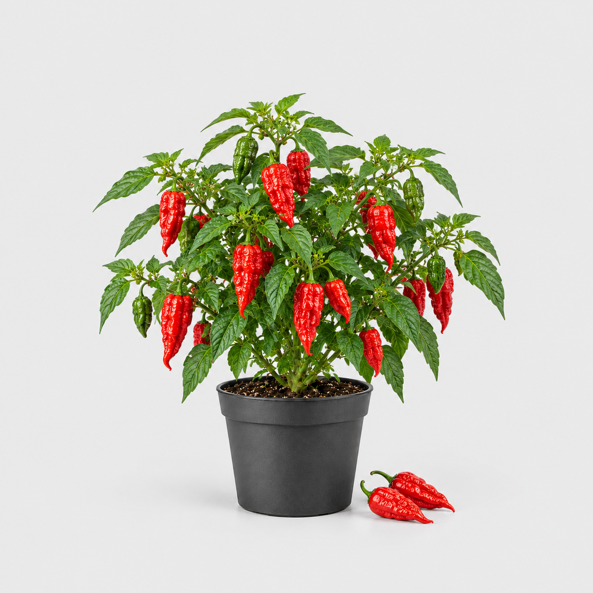 Chilli Bhut Jolokia Red — ilustrační AI obrázek rostliny na světle šedém pozadí