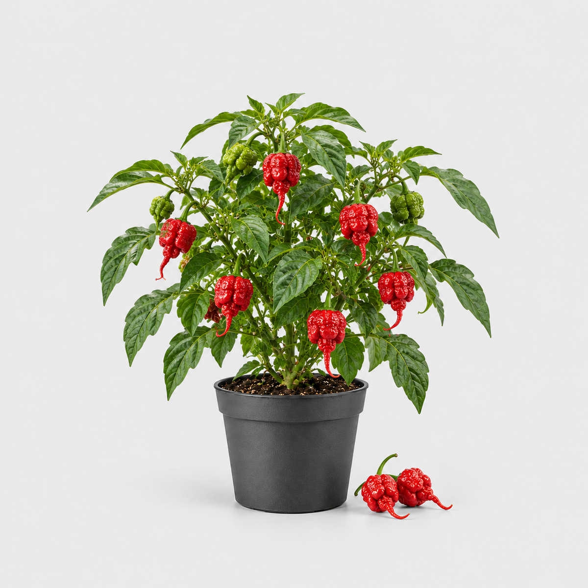 Chilli Carolina Reaper — ilustrační AI obrázek rostliny na světle šedém pozadí