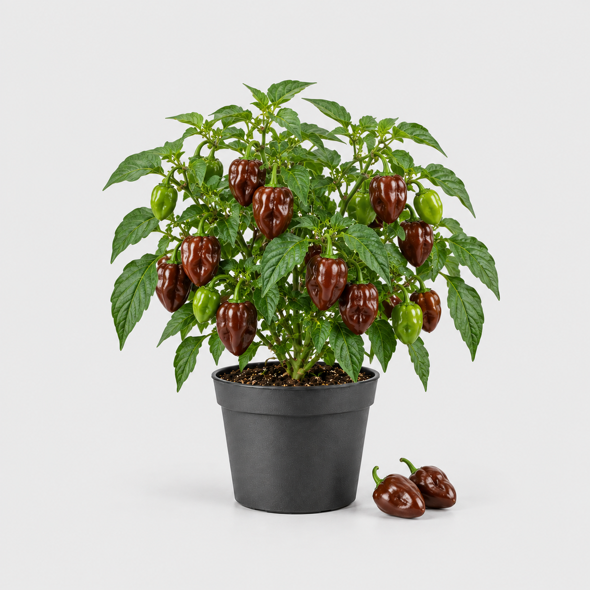 Chilli Habanero Chocolate — ilustrační AI obrázek rostliny na světle šedém pozadí