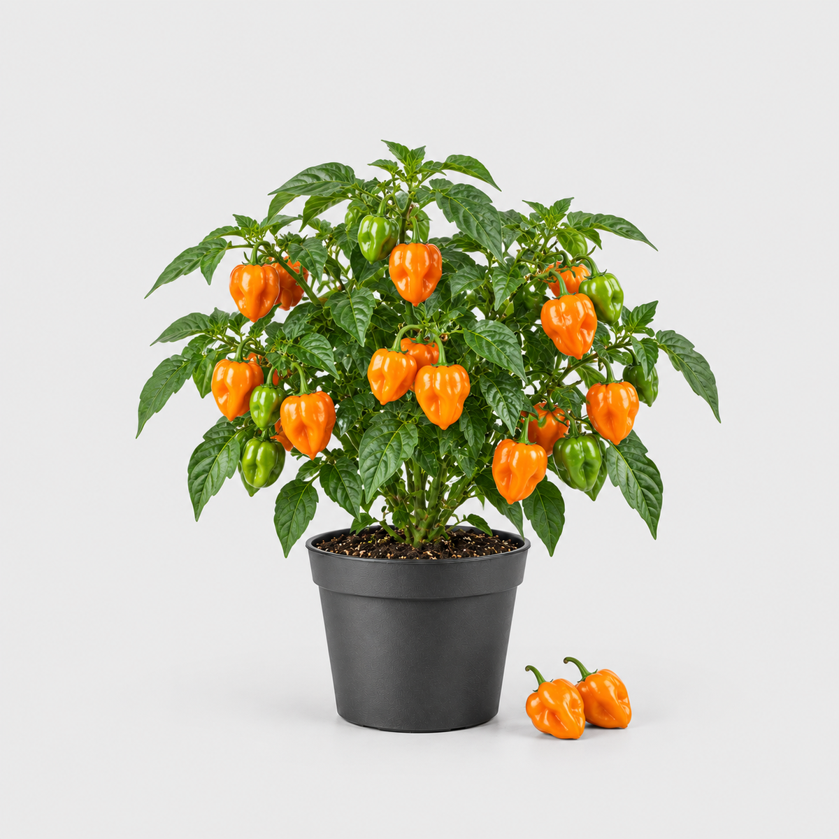 Chilli Habanero Orange