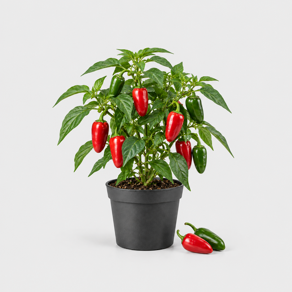 Chilli Jalapeño — ilustrační AI obrázek rostliny na světle šedém pozadí