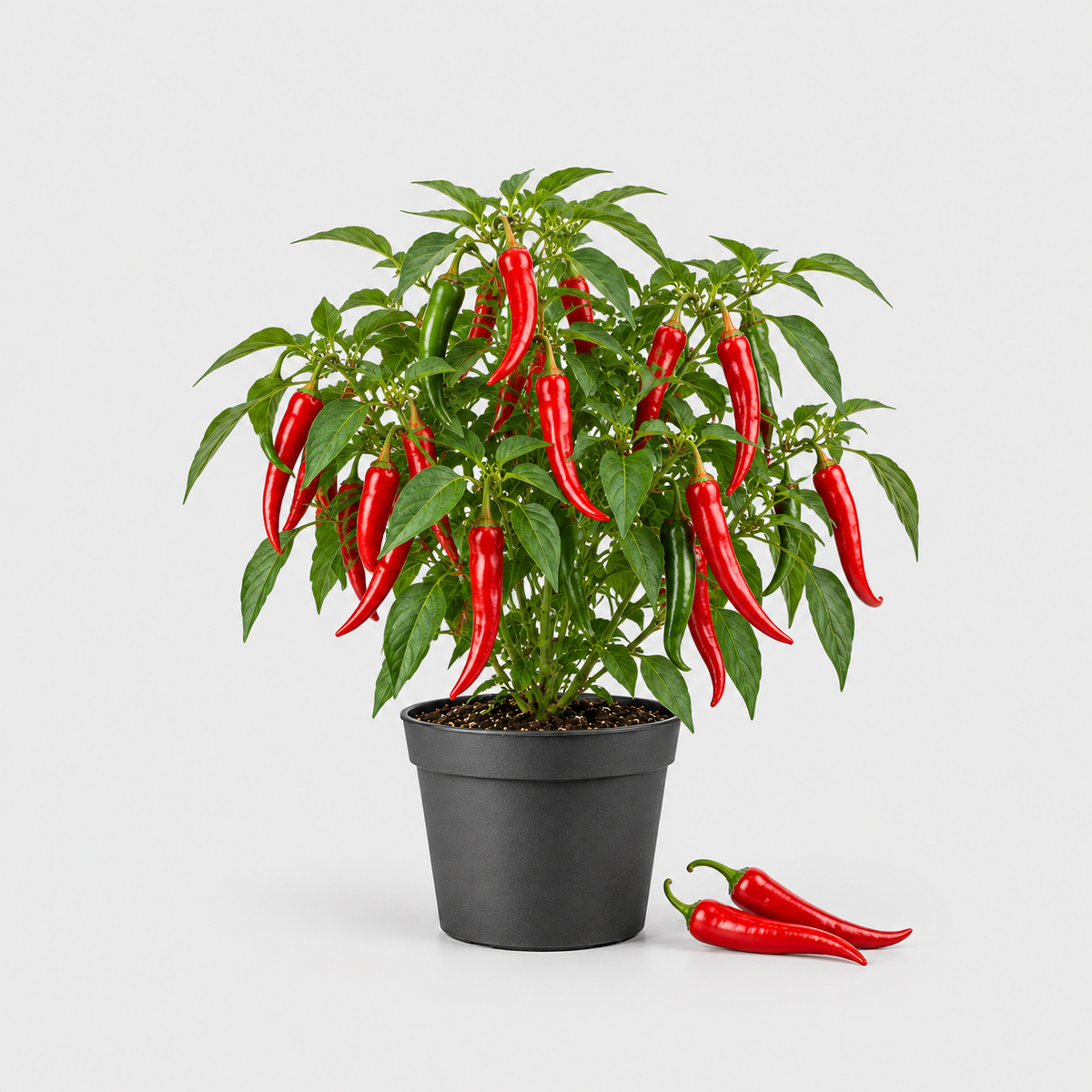 Chilli Rosso (cayenský typ) — ilustrační AI obrázek rostliny na světle šedém pozadí