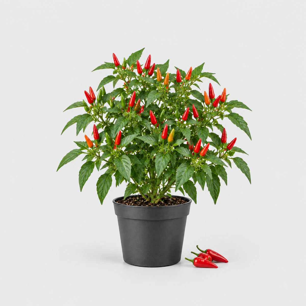Chilli Tabasco — ilustrační AI obrázek rostliny na světle šedém pozadí